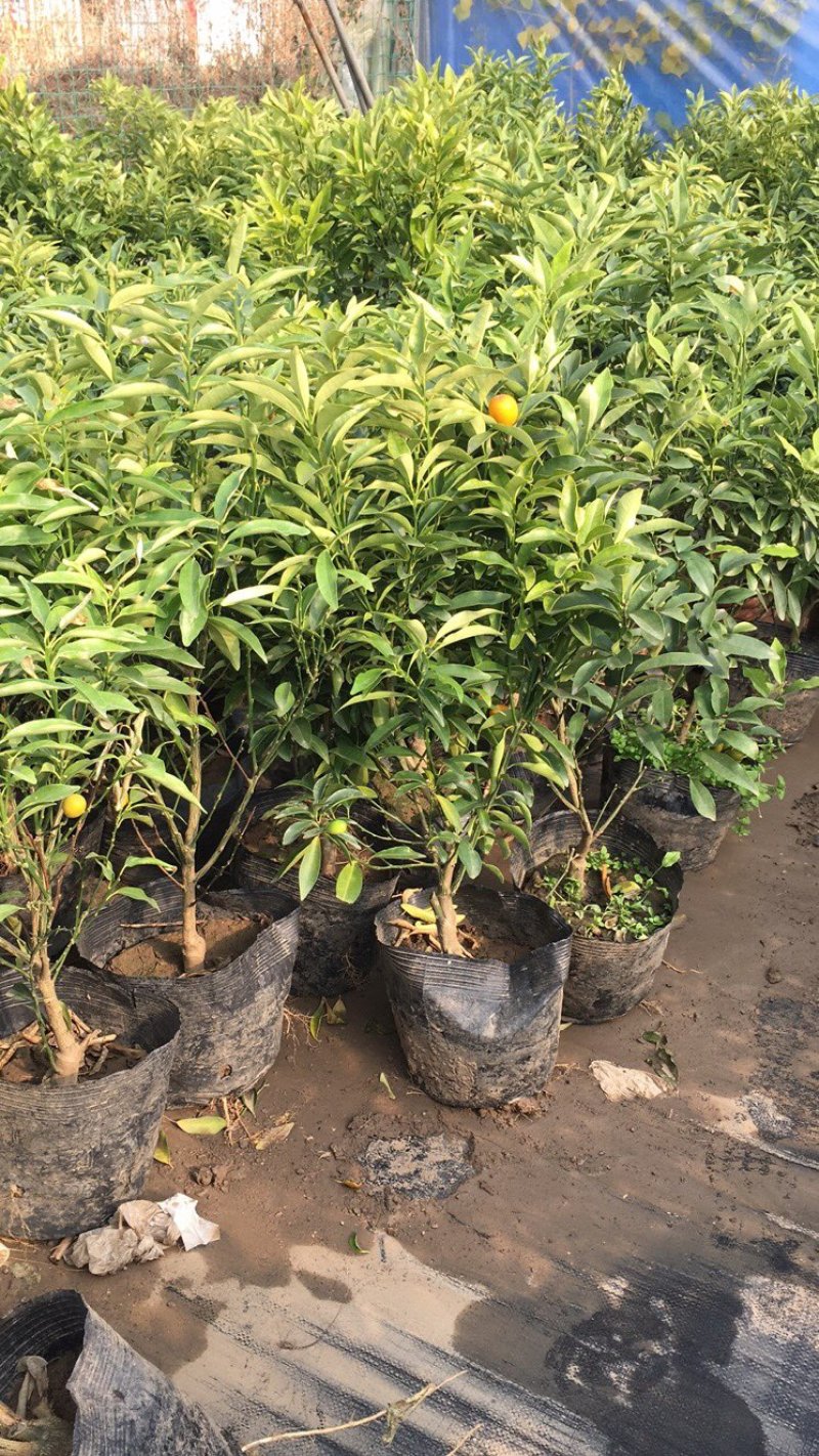 金桔树苗带果发货食用观赏金橘苗盆栽地栽四季结果果树苗橘子