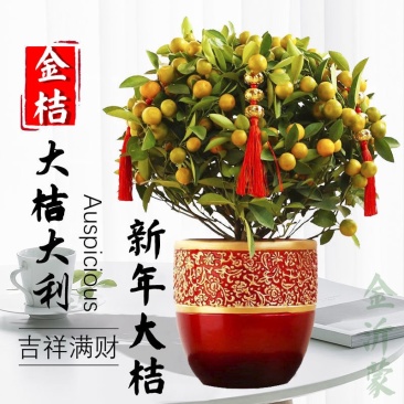 金桔树苗带果发货食用观赏金橘苗盆栽地栽四季结果果树苗橘子