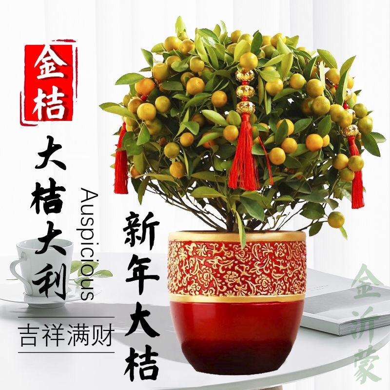 金桔树苗带果发货食用观赏金橘苗盆栽地栽四季结果果树苗橘子