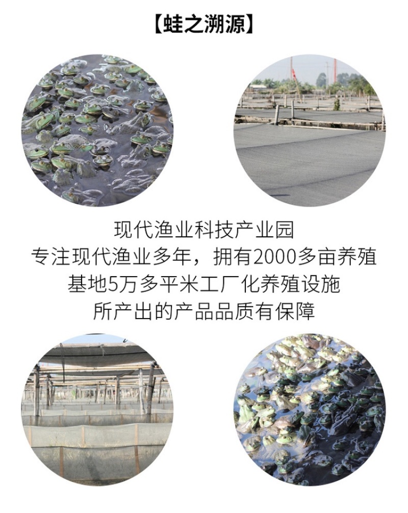 牛蛙活鲜现杀牛蛙生鲜肉即食麻辣火锅烧烤锁鲜真空包装
