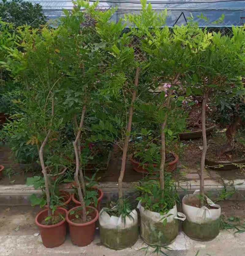 紫藤树苗盆栽多花攀援花卉爬藤植物庭院阳台攀爬爬墙花苗四季