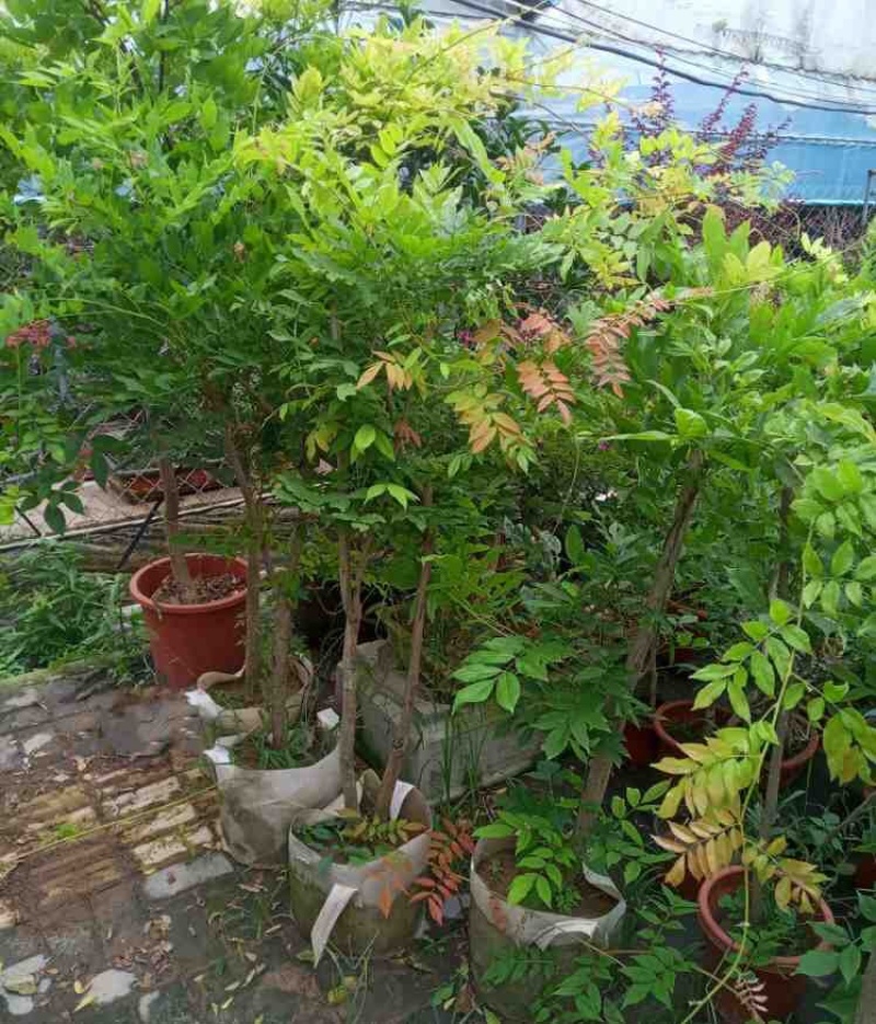 紫藤树苗盆栽多花攀援花卉爬藤植物庭院阳台攀爬爬墙花苗四季