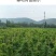 紫藤树苗盆栽多花攀援花卉爬藤植物庭院阳台攀爬爬墙花苗四季