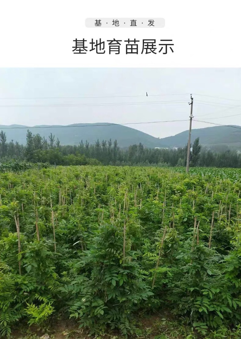 紫藤树苗盆栽多花攀援花卉爬藤植物庭院阳台攀爬爬墙花苗四季