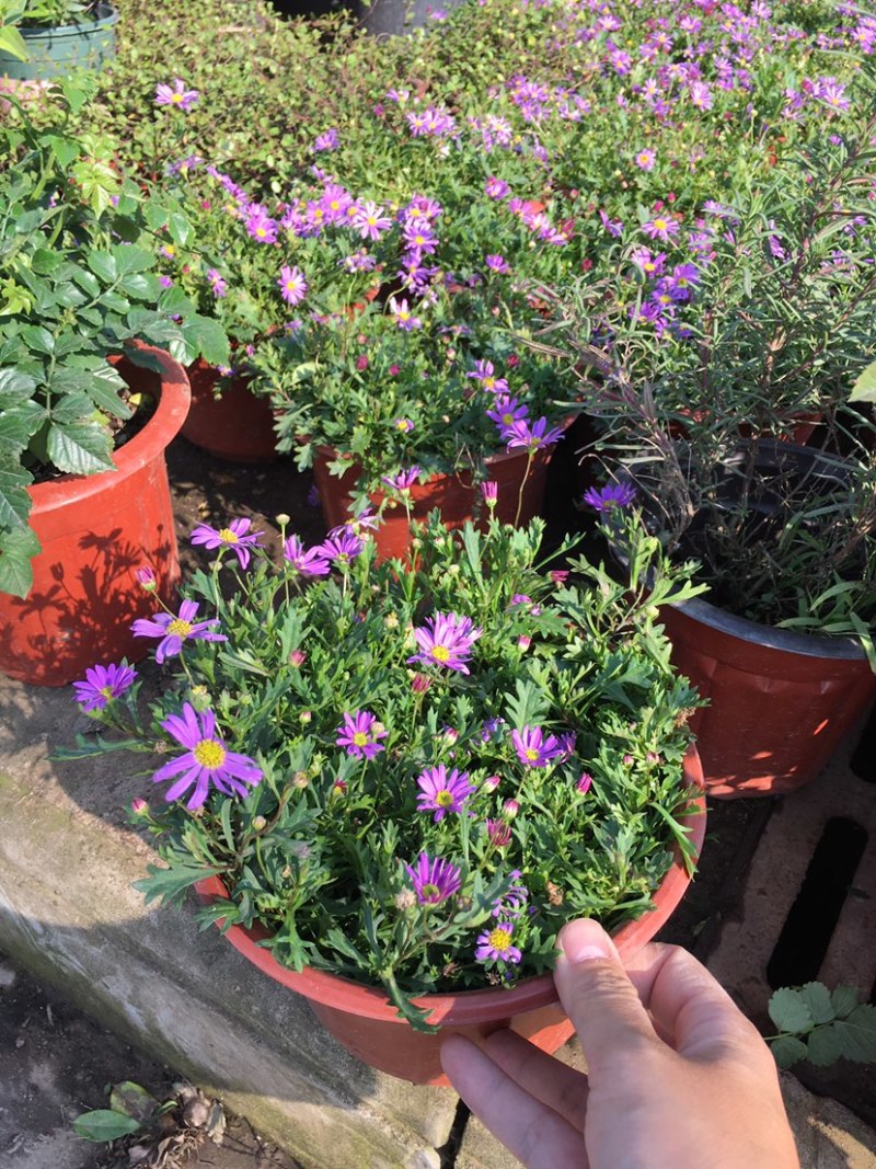 姬小菊五色菊盆栽荷兰菊翠菊进口紫罗兰色四季花苗耐寒