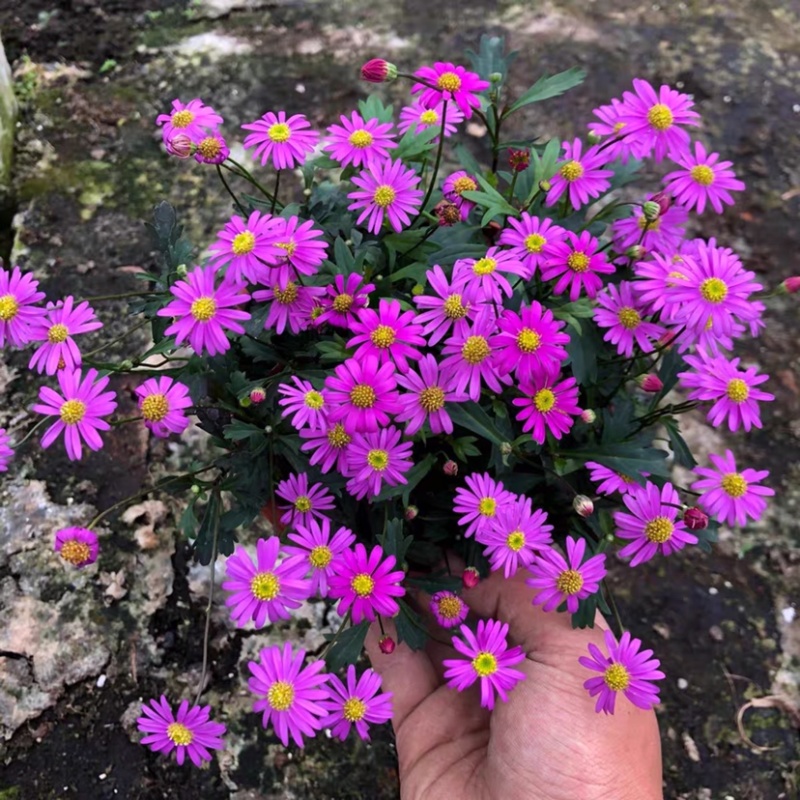 姬小菊五色菊盆栽荷兰菊翠菊进口紫罗兰色四季花苗耐寒