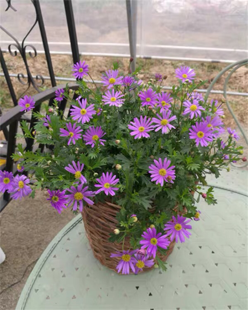 姬小菊五色菊盆栽荷兰菊翠菊进口紫罗兰色四季花苗耐寒
