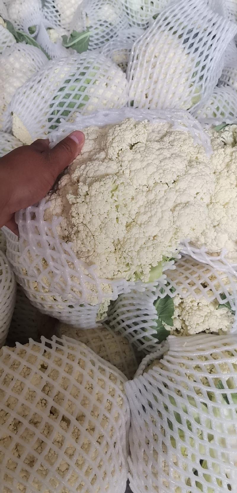 小米粒白面青埂松花菜质量保证适应大中小市场