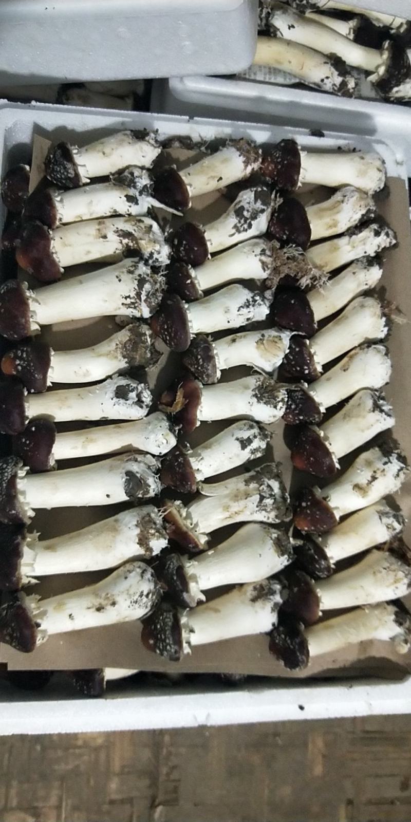 成都小杨姬松茸产地直销