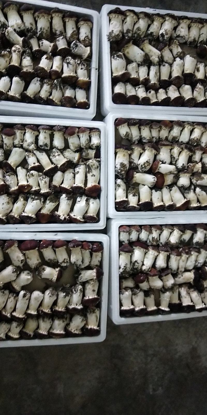 成都小杨姬松茸产地直销