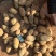 黄皮黄心土豆价位不高，