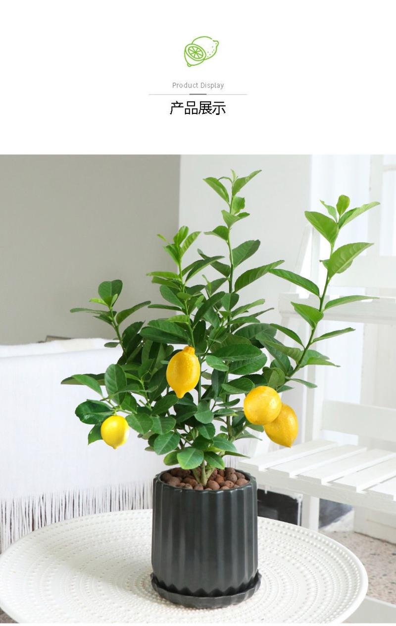 网红香水柠檬树盆栽柠檬树苗可食用果树苗室内阳台好养活花卉