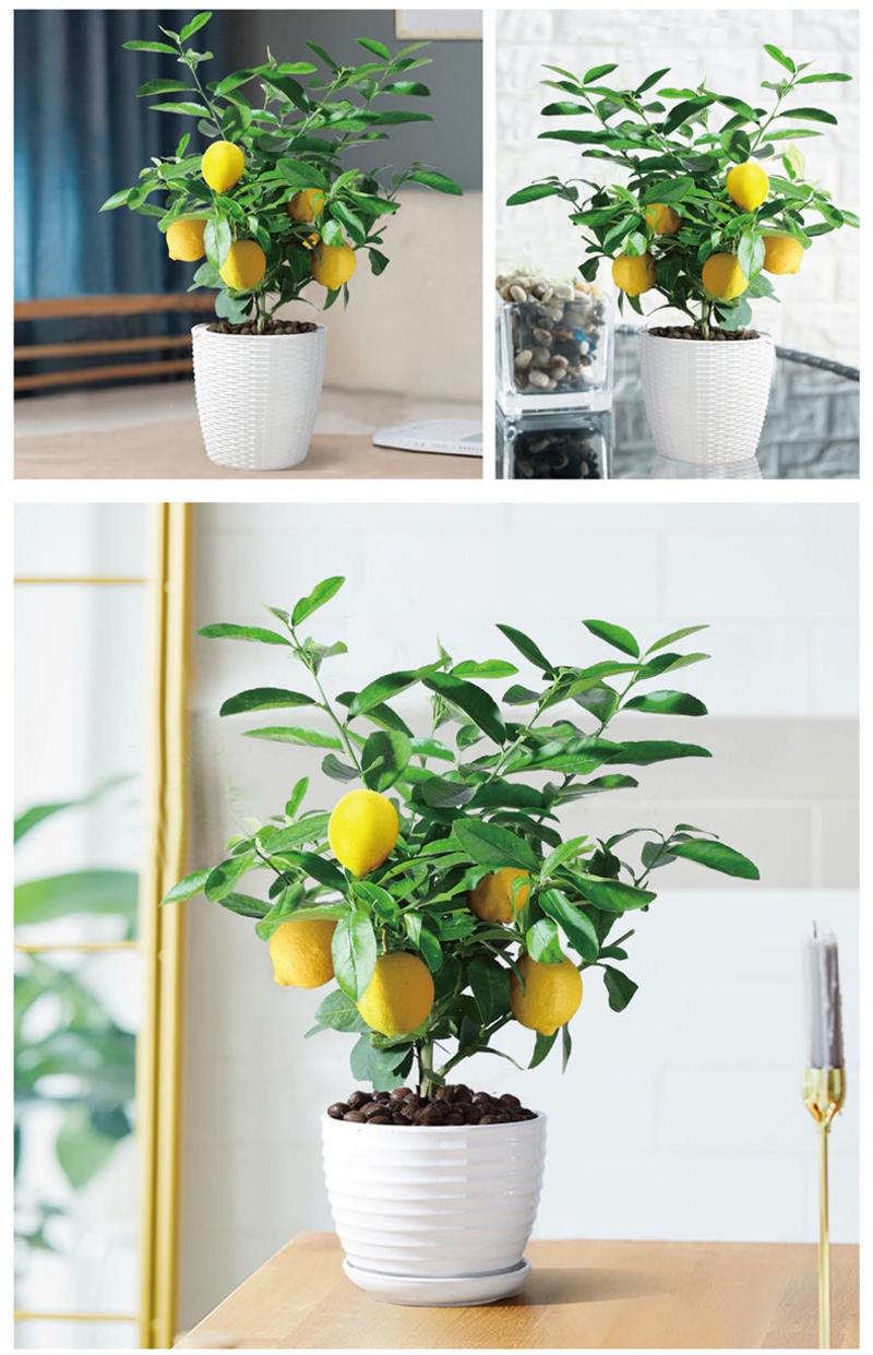 网红香水柠檬树盆栽柠檬树苗可食用果树苗室内阳台好养活花卉