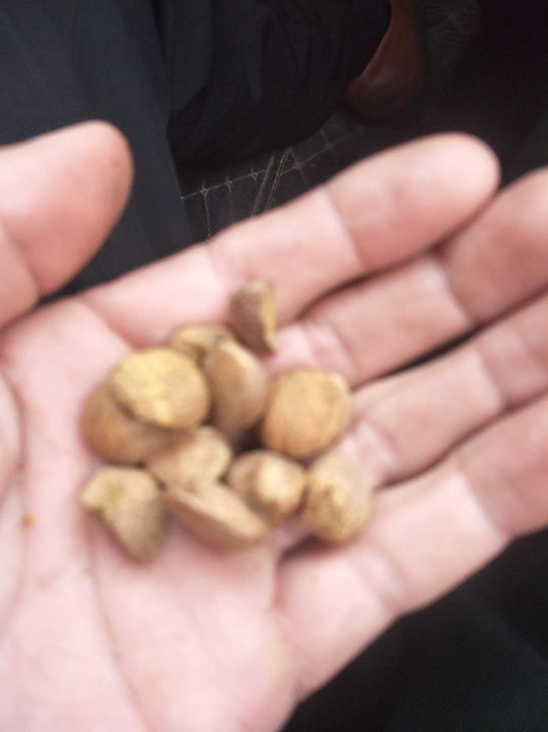 干茶籽，好茶籽，才能榨出好油！