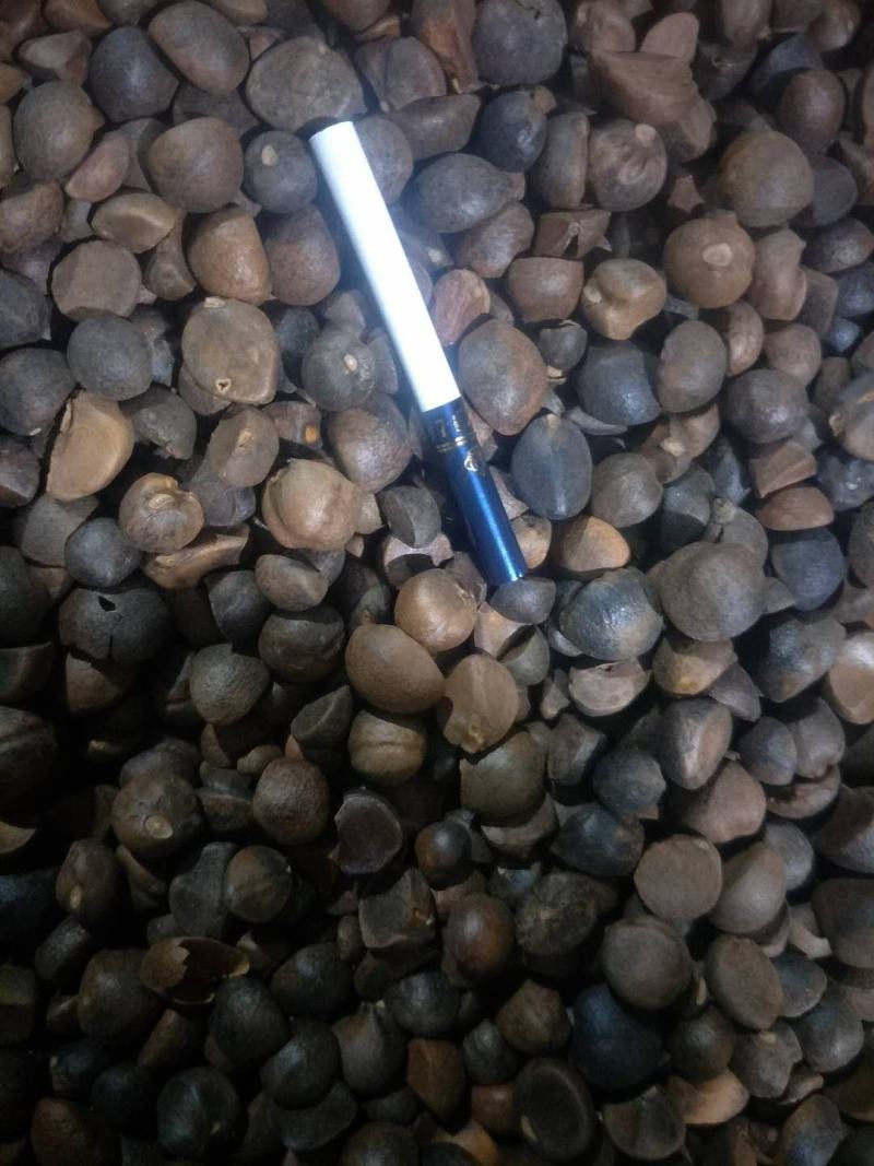 干茶籽，好茶籽，才能榨出好油！