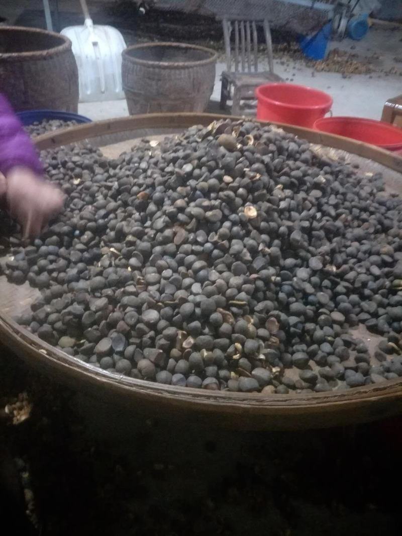 干茶籽，好茶籽，才能榨出好油！