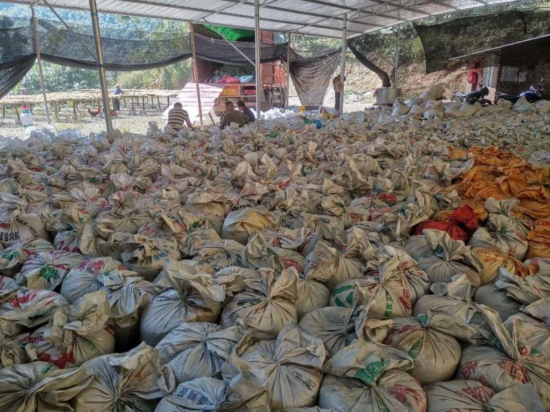 广西百色市田林特产八渡笋酸笋传统自然发酵鲜脆爽口