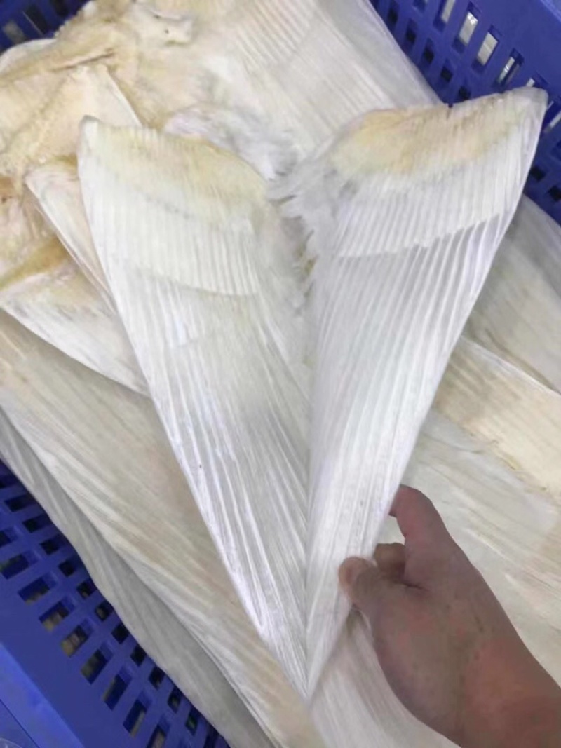牙拣翅鱼翅新鲜淡干尺寸齐全一件代发