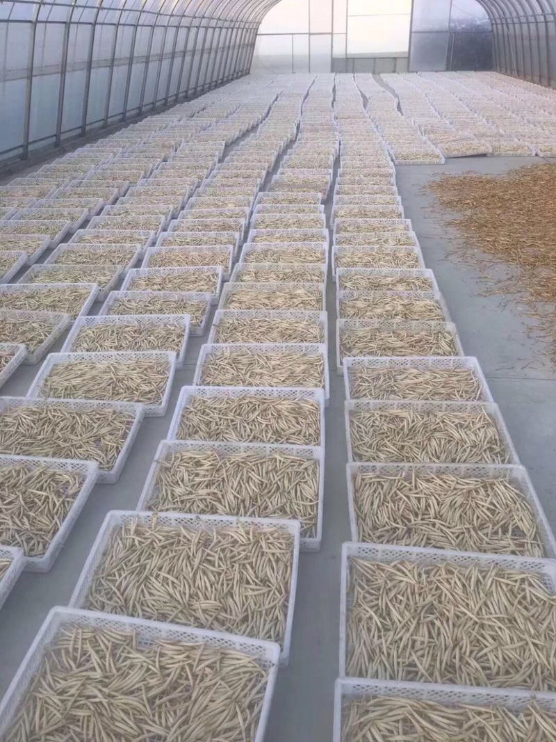 (黄花菜)自家合作社种植，80后为放弃事业单位工作回乡
