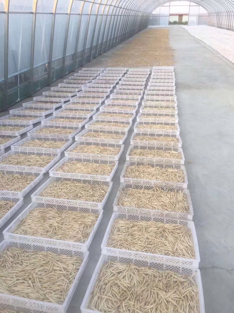 (黄花菜)自家合作社种植，80后为放弃事业单位工作回乡