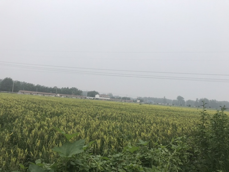 (黄花菜)自家合作社种植，80后为放弃事业单位工作回乡