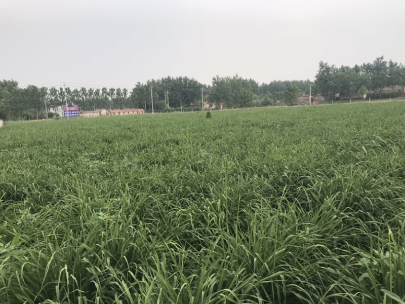 (黄花菜)自家合作社种植，80后为放弃事业单位工作回乡
