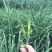 (黄花菜)自家合作社种植，80后为放弃事业单位工作回乡