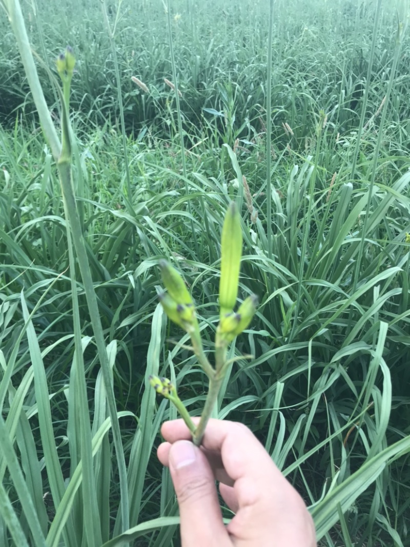 (黄花菜)自家合作社种植，80后为放弃事业单位工作回乡
