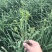 (黄花菜)自家合作社种植，80后为放弃事业单位工作回乡