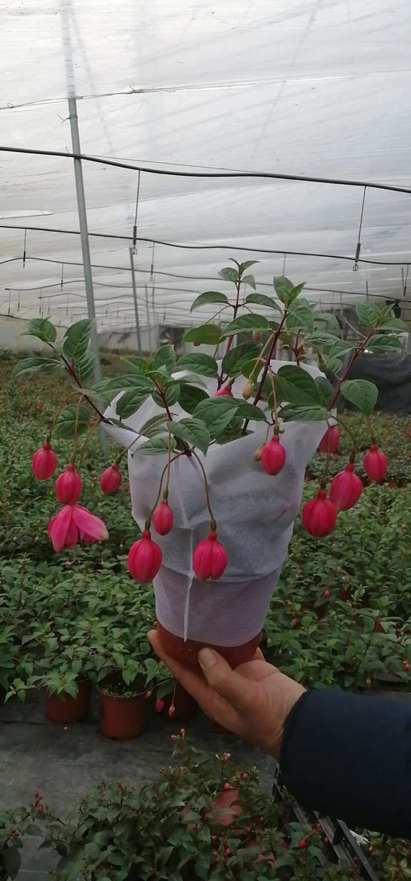 倒挂金钟，吊钟海棠，灯笼花苗室内阳台观赏花
