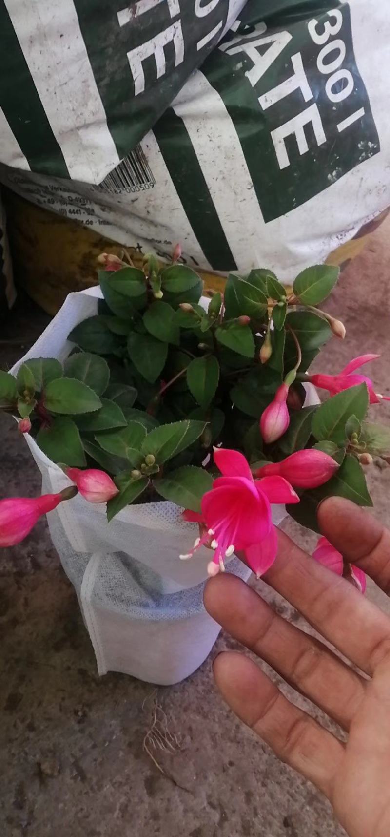 倒挂金钟，吊钟海棠，灯笼花苗室内阳台观赏花