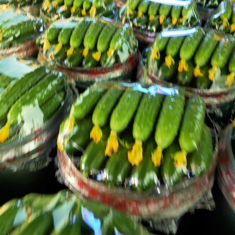 精品旱黄瓜，大量上市，色泽鲜亮，顶花带刺货源充足，欢迎新