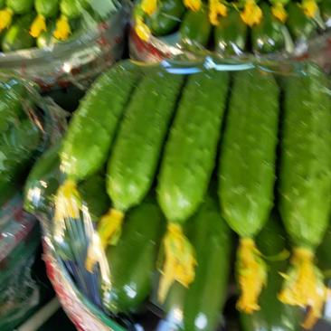 精品旱黄瓜，大量上市，色泽鲜亮，顶花带刺货源充足，欢迎新