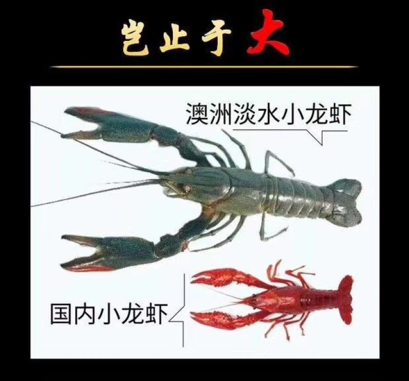 澳洲淡水小龙虾，名贵经济虾