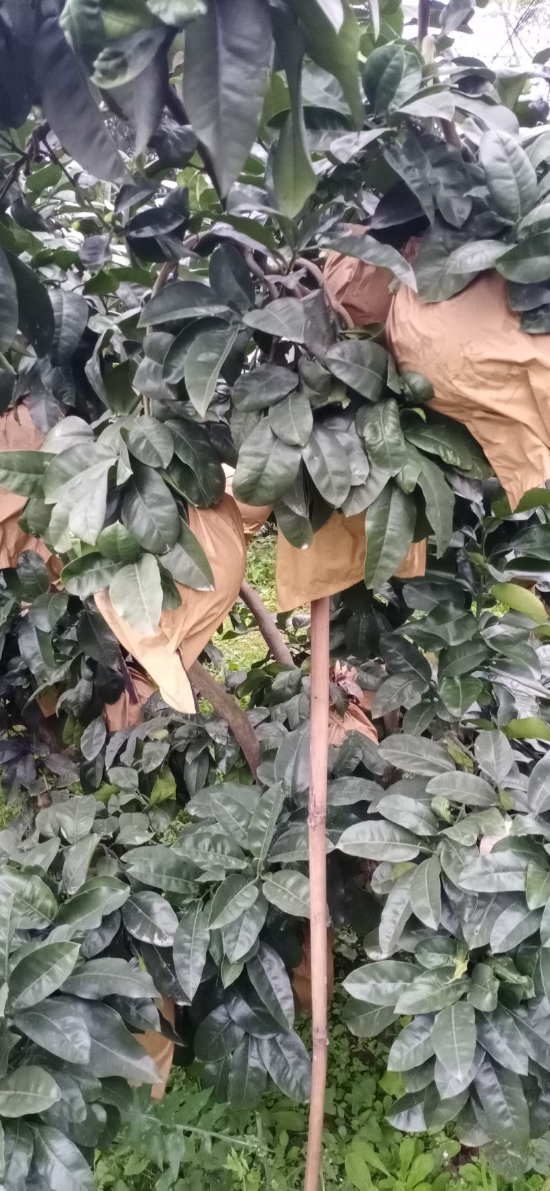 柚子，红心柚，口感好。水分足。