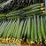 精品密刺黄瓜干花带刺25公分以上，直供各大城市