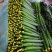 精品密刺黄瓜干花带刺25公分以上，直供各大城市