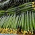 精品密刺黄瓜干花带刺25公分以上，直供各大城市