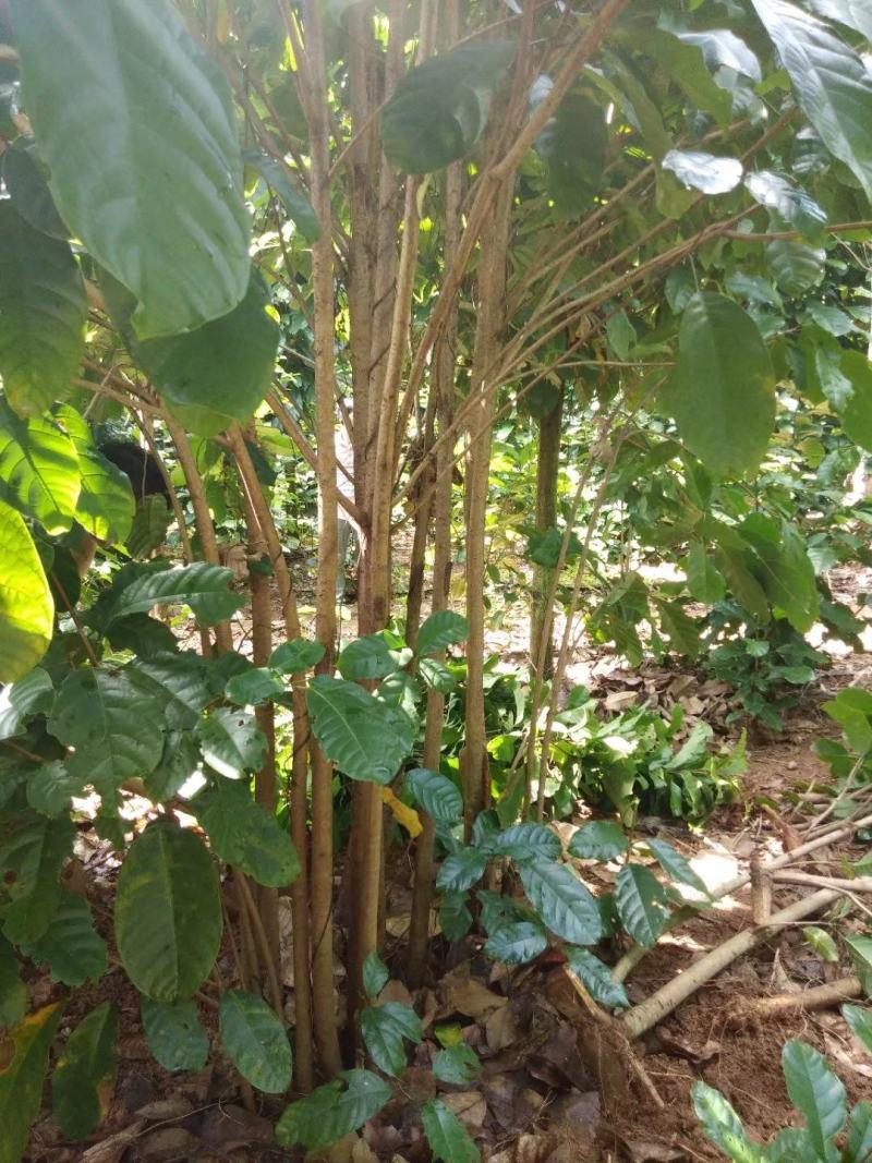 六旺树，萍婆树，风景树量大价格优惠商议