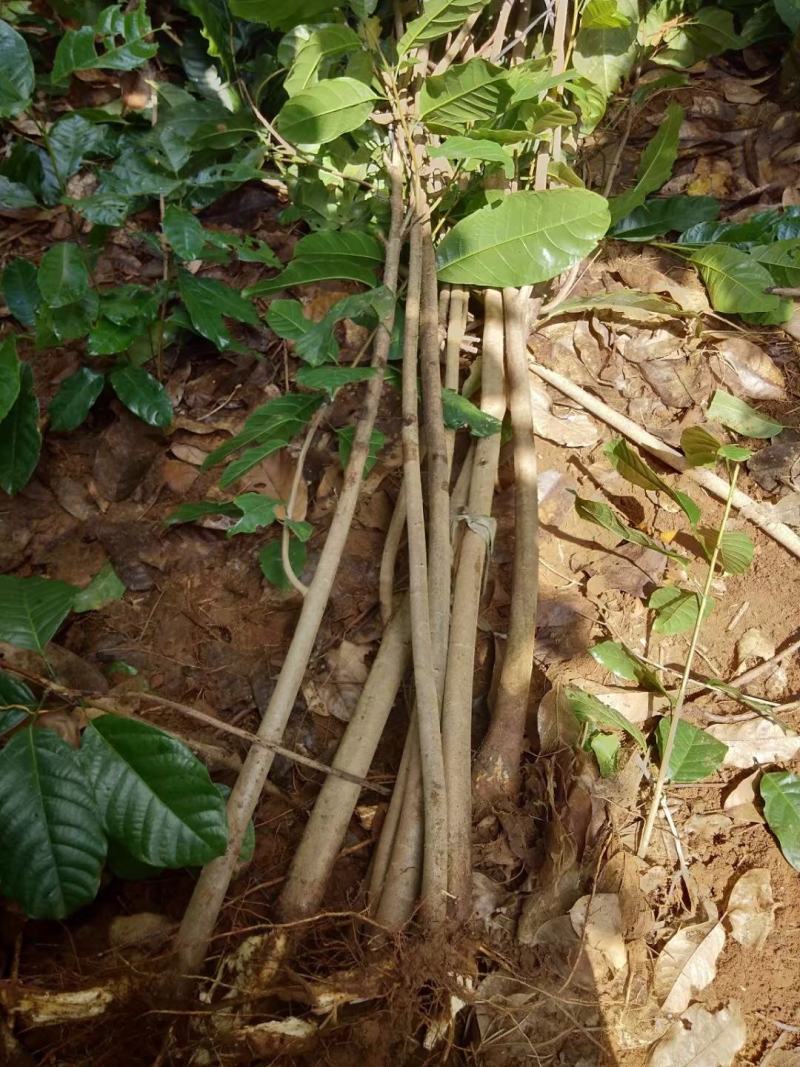 六旺树，萍婆树，风景树量大价格优惠商议