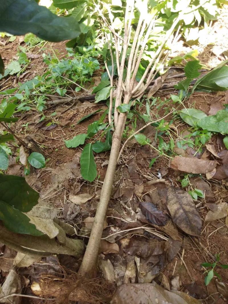 六旺树，萍婆树，风景树量大价格优惠商议