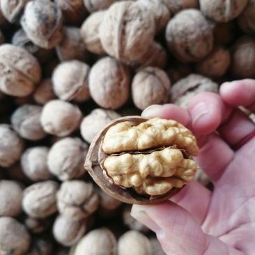 新疆特产185纸皮核桃