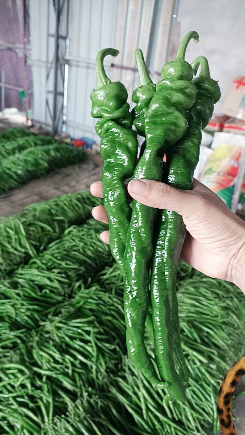 薄皮椒芜湖椒砀椒苏椒大量供应产地直发一手货源