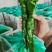 薄皮椒芜湖椒砀椒苏椒大量供应产地直发一手货源