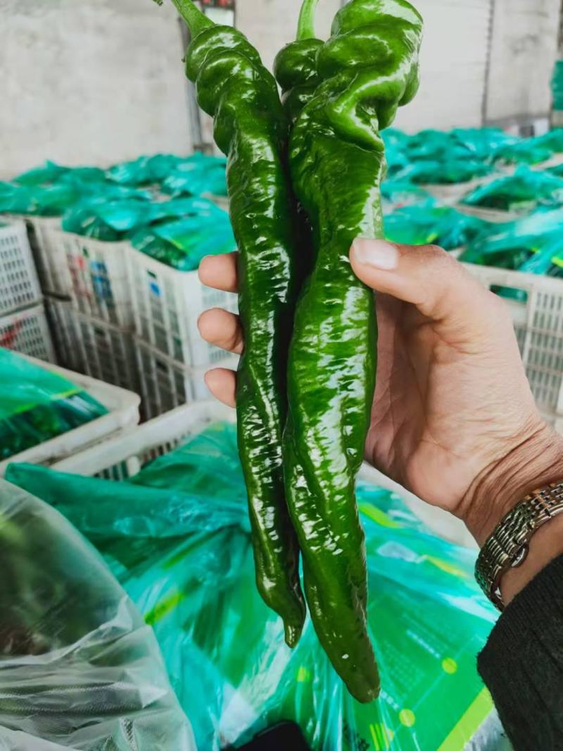 薄皮椒芜湖椒砀椒苏椒大量供应产地直发一手货源