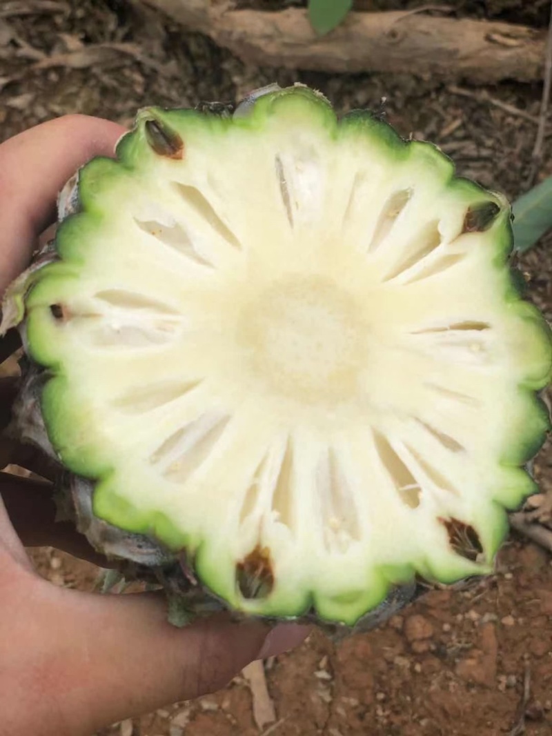 河口香水菠萝第一批上市了需要的来谈。。。。
