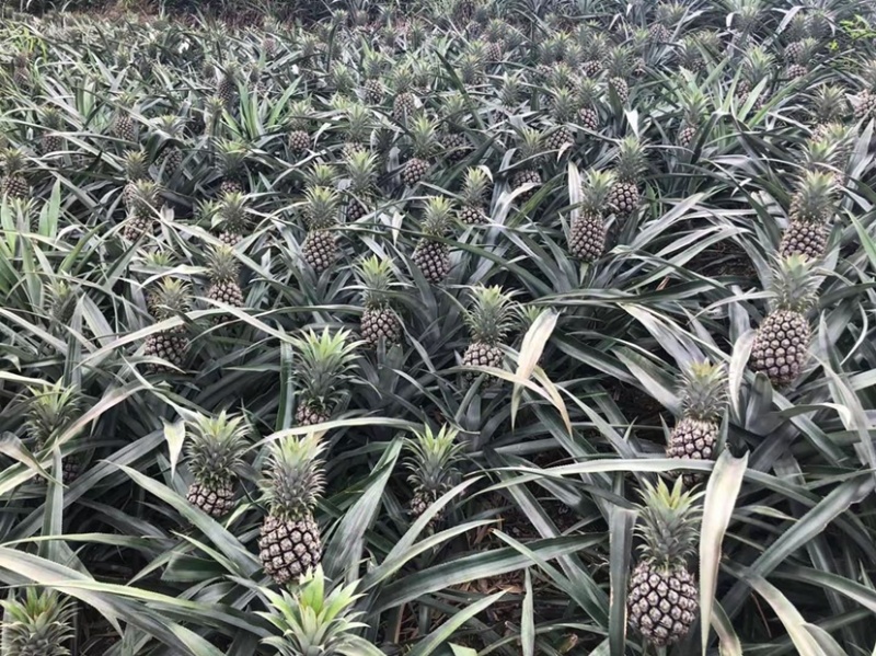 河口香水菠萝第一批上市了需要的来谈。。。。