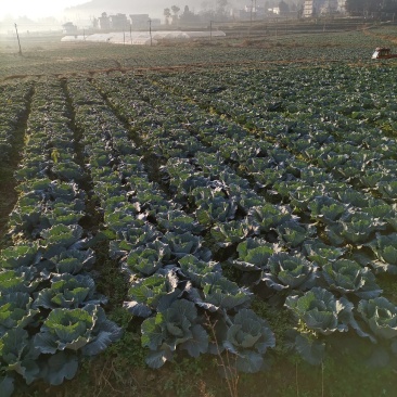 大量包菜：个头均匀，口感：棒棒。