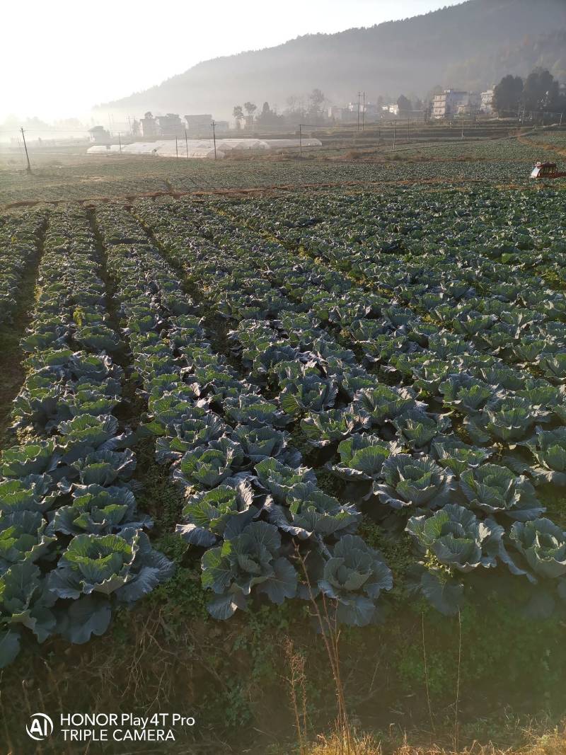 大量包菜：个头均匀，口感：棒棒。