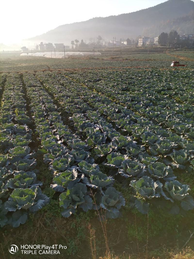 大量包菜：个头均匀，口感：棒棒。